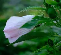 包含逆转魔力：风雨兼程后取得全面优势的词条